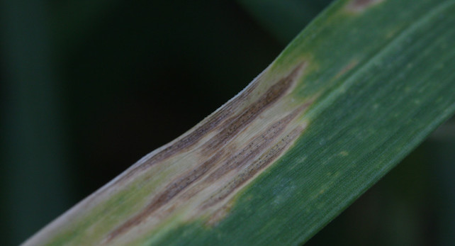 infección por hongos en una planta de trigo