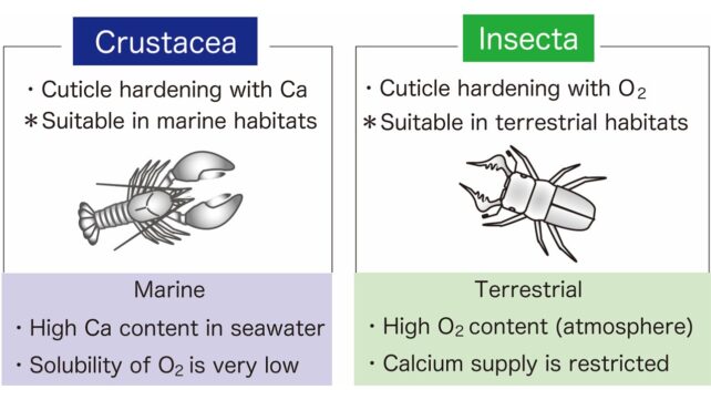 甲殻類と昆虫類を比較した図で、カブトムシのスケッチの横にロブスターのスケッチが表示されています。 