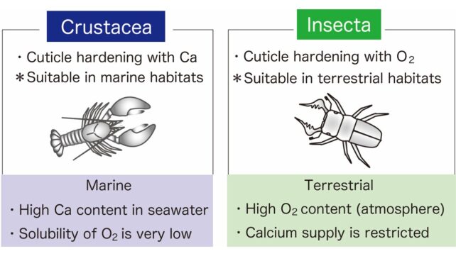 Diagram waarin schaaldieren worden vergeleken met Insecta, met een schets van een kreeft naast een schets van een kever 