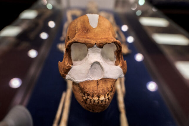 Homo naledi skull