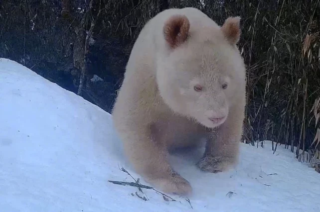 White Panda