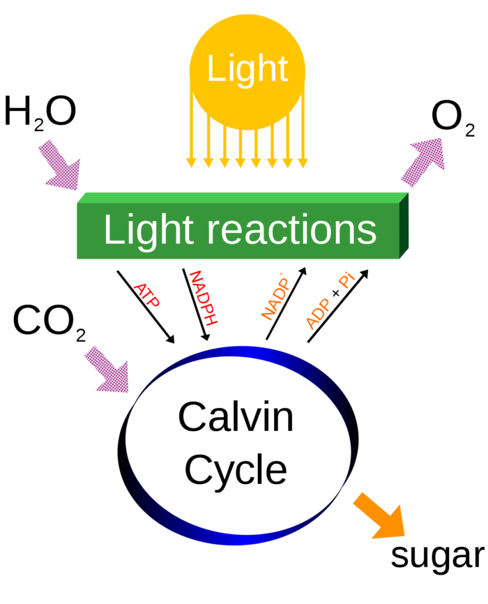 Artificial Photosynthesis Could Be The Secret to Colonising Space