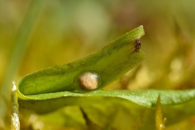 Newt egg