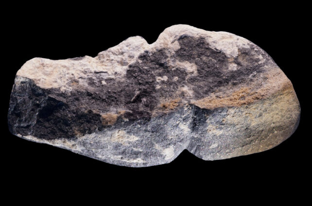 Esta antigua gota podría ser la representación fálica más antigua jamás encontrada: ScienceAlert