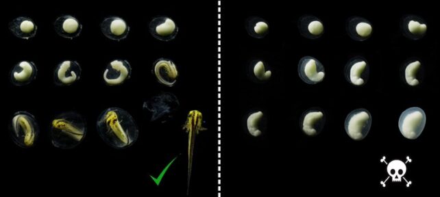 Newt Embryos