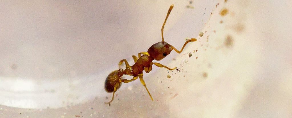 Există un parazit care triplează viața furnicilor… și de fapt sună destul de bine: ScienceAlert