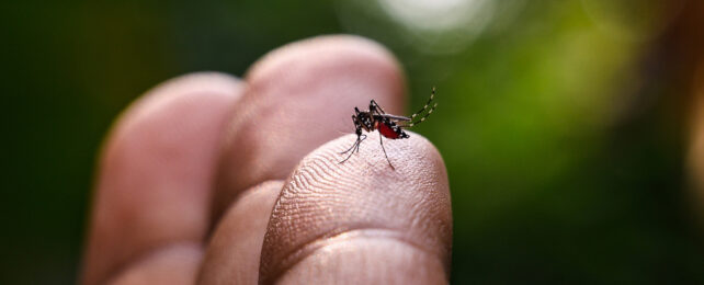 Blood-gorged mosquito perched on human finger.