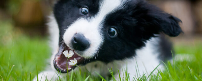 Goofy looking border collie puppy about to snap at some flowers in the grass