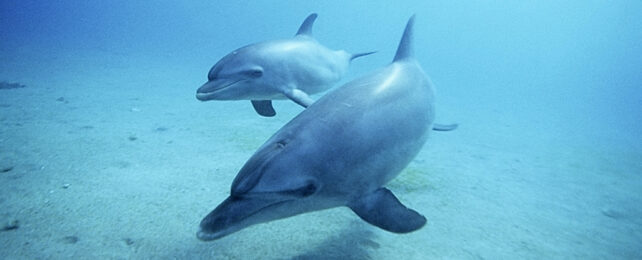 Dolphins underwater