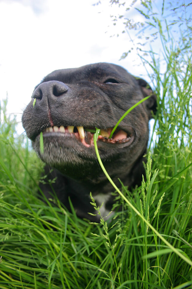 Content looking dog with strands of grass protruding from toothy grin