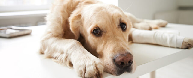 Dog with a bandaged leg