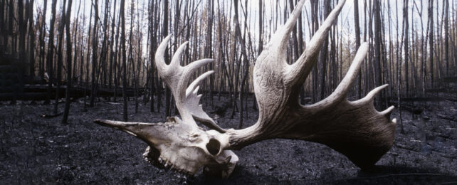Moose scull in front of burnt black forest
