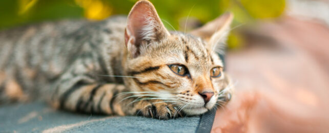 Cat relaxes in garden