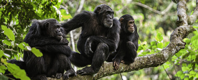 A chimpanzee family