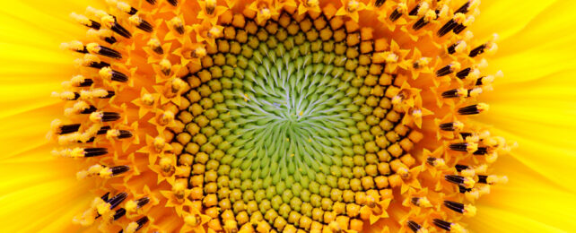 A close up of a sunflower's center.