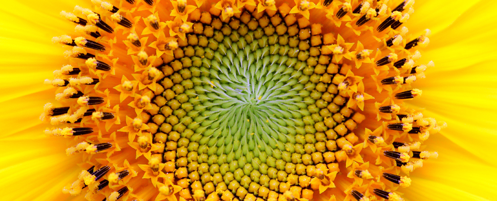 Fósil de 400 millones de años cambia nuestra comprensión de las espirales de Fibonacci en la naturaleza : Heaven32