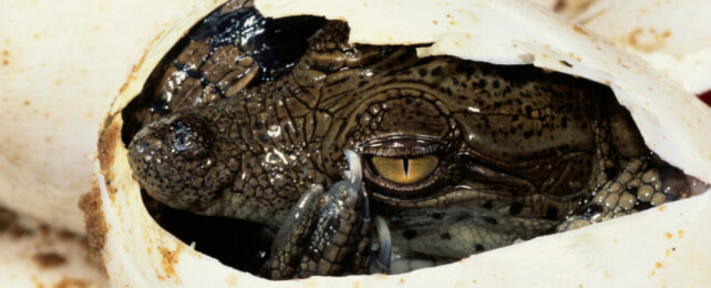 Close up of crocodile hatching out of egg with yellow eye.
