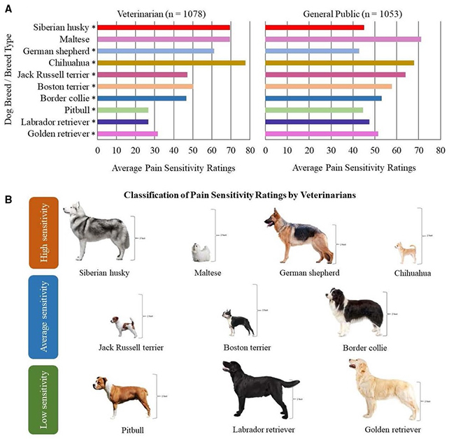 Dog breed pain sensitivity