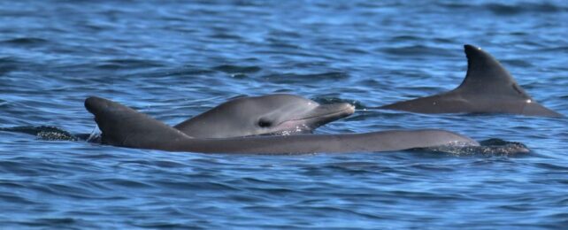 It's Not Just Orcas: Dolphins Are Spreading Behaviors, Too, And It's a Real Problem