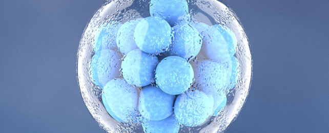 Embryo graphic