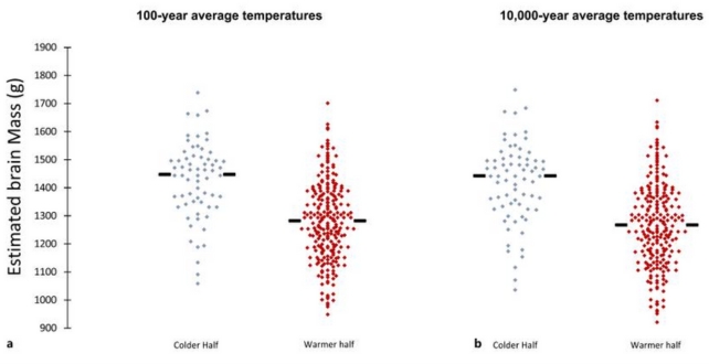Homo brain size was significantly larger during cooler average temperatures as compared to warmer temperatures across 100-year (a) and 10,000-year (b) periods. Diamonds represent the 298 brain mass estimates across cooler (blue) and warmer (red) than average temperatures; black lines denote mean brain mass for each period.