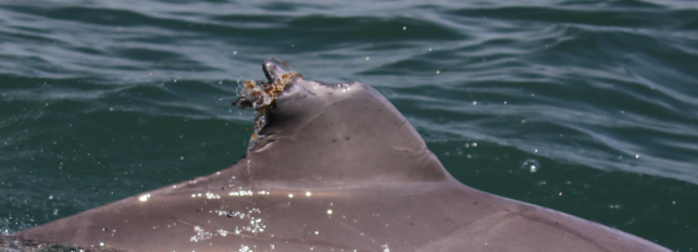 Fin Damage Dolphin