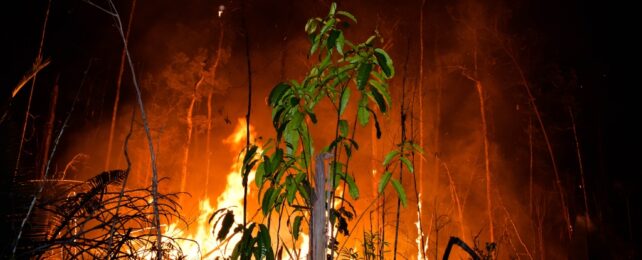 Fire burning trees in the amazon with one small green tree in the foreground