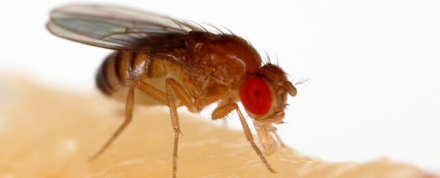 A fruit fly feeds on a banana.