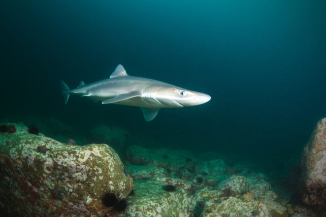 Spiny dogfish shark swimming