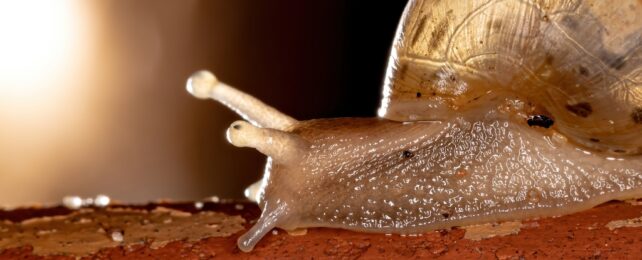 Close up of a snail's face area poking out of shell, with a bright light in the top left corner