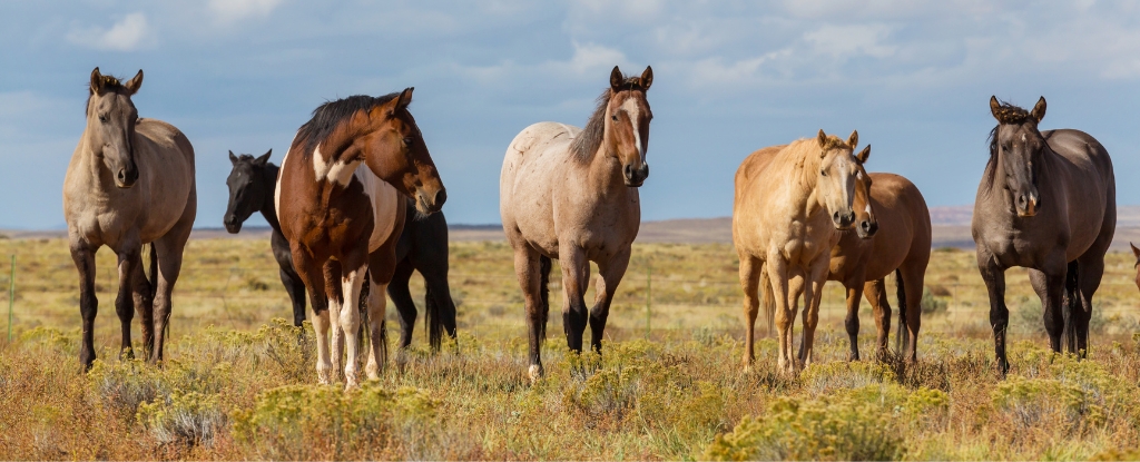 Horses of various colors standing in a row in a field