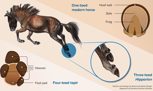 Illustration Of Modern Horse Feet And Three Toed Hipparion
