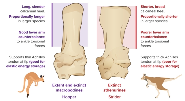 A graphic depicting the heel bones of modern kangaroo heels and an extinct species