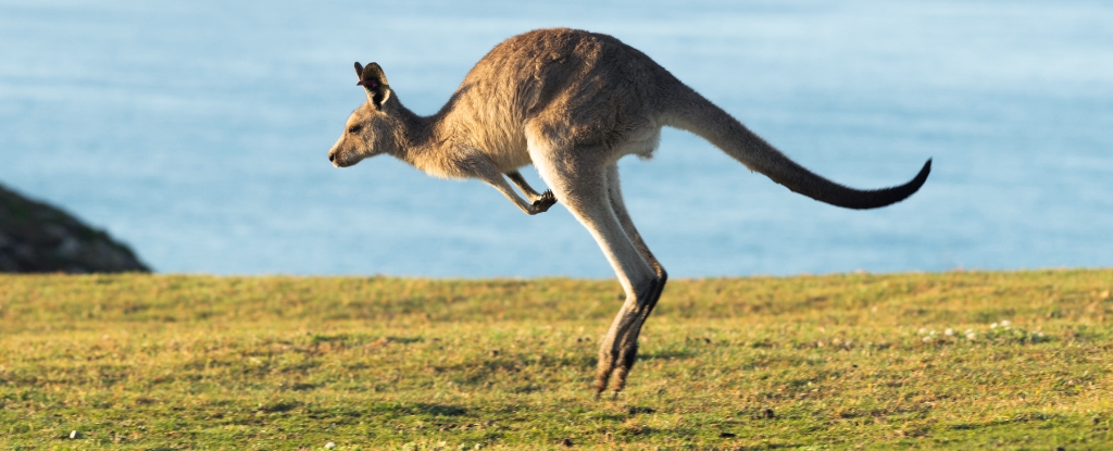 Kangury nie zawsze skakały, mówią naukowcy: ScienceAlert