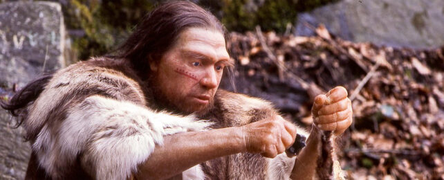 A model reconstruction of a Neanderthal.