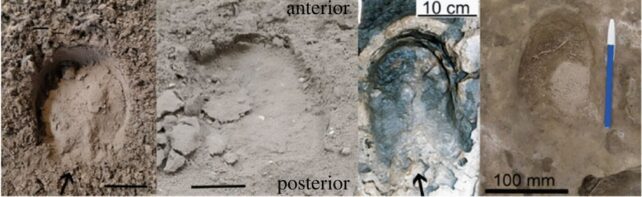 Two hoof prints of each of one toed and three toed horses that show frogs in one of each