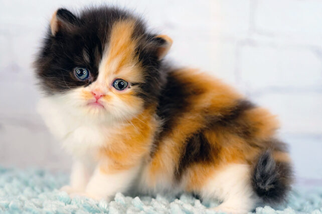 A fluffy kitten with distinct orange and black fur patches.