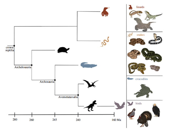 Філогенетичне дерево, що показує еволюційні відносини між зміями, ящірками, крокодилами та птахами.