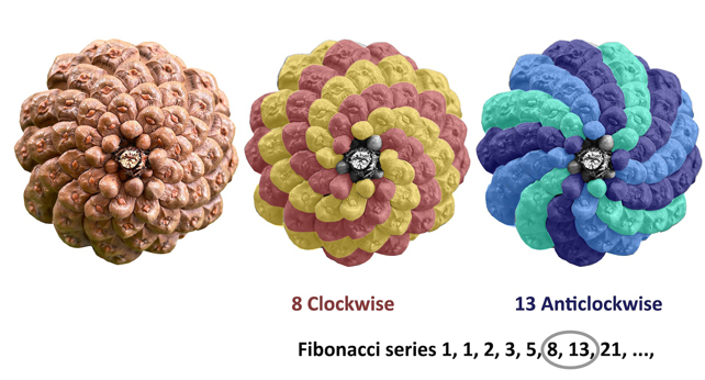 A pinecone colored two different ways to show its Fibonacci sequence.