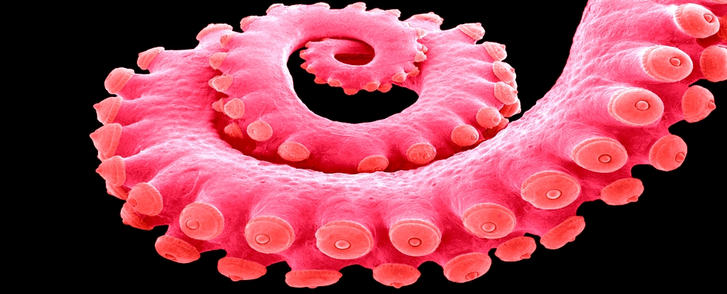 PinkOctopusArm
