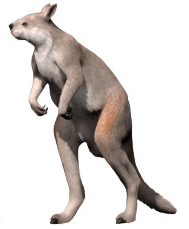 Artwork of a large kangaroo with small feet 