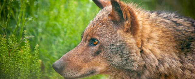 A wolf stares off into the distance.