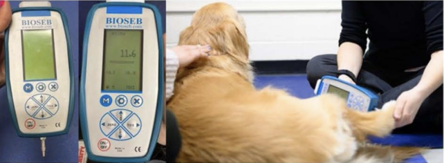 Dog going through pain testing