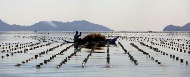 Seaweed May Not Be The Climate Solution We Hoped For