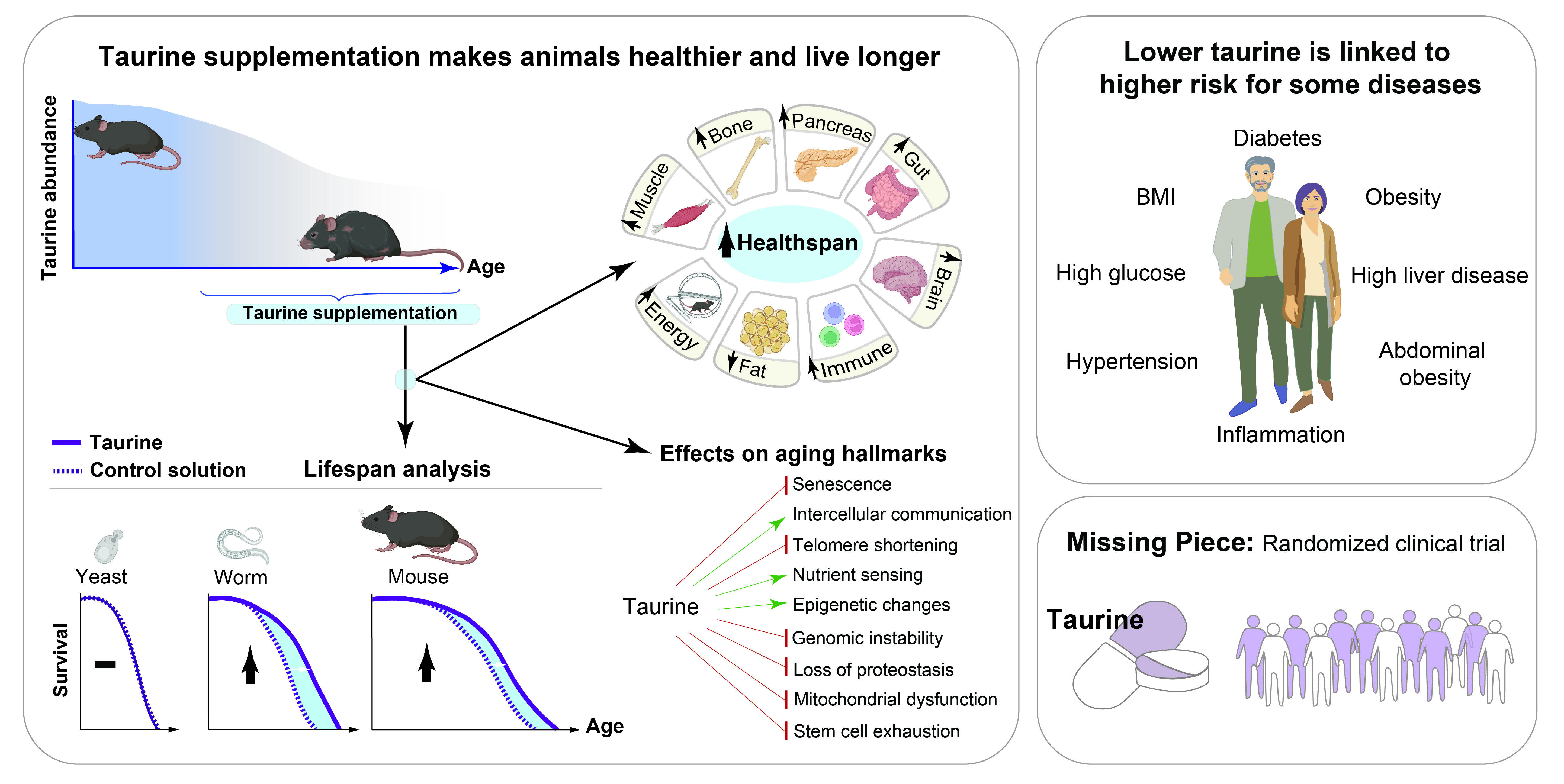 A diagram that shows the main findings of the study.