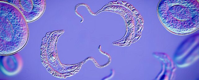 We're a Step Closer to Stopping a Parasite From Inflicting 'Sleeping Sickness'