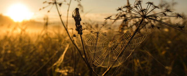 A spider web between two plant stems at sunset.