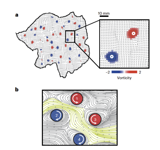 Sketch showing clockwise and anti-clockwise spirals in brain activity.