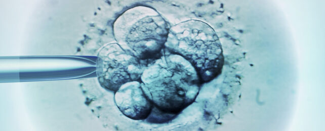 IVF embryo