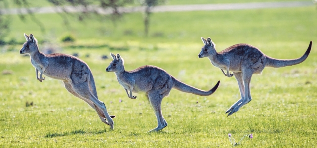 Three kangaroos at various stages of hopping